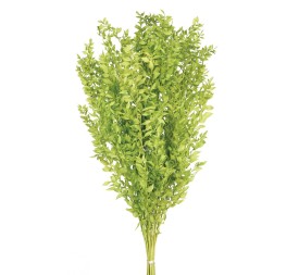 RUSCUS PRESS 70/80 cms. VERDE CLARO (60)