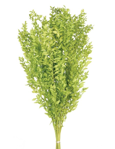 RUSCUS PRESS 70/80 cms. VERDE CLARO (60)