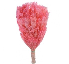 BROOMS BLOOMS 50 cms. ROSA (41)