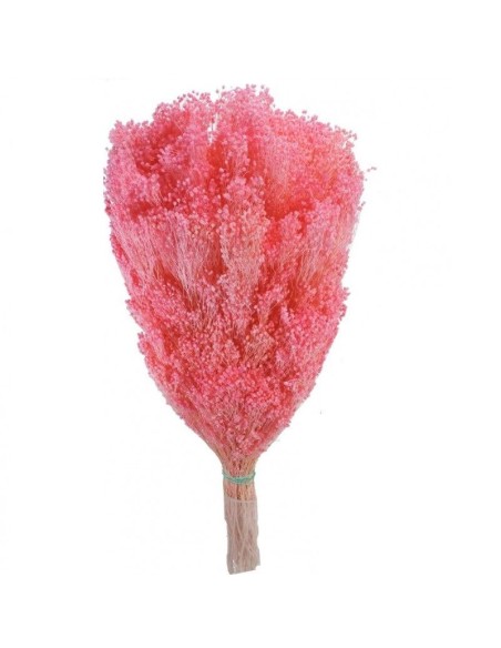 BROOMS BLOOMS 50 cms. ROSA (41)