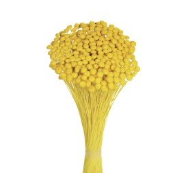 AMARELINHO 45 cms.  AMARILLO (12)