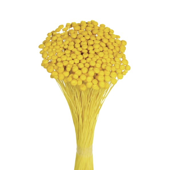 AMARELINHO 45 cms.  AMARILLO (12)