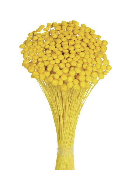 AMARELINHO 45 cms.  AMARILLO (12)