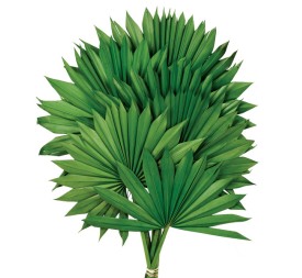 PALM SUN 60 cms. x 15/25 cms. VERDE (67)