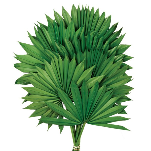 PALM SUN 60 cms. x 15/25 cms. VERDE (67)