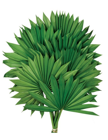 PALM SUN 60 cms. x 15/25 cms. VERDE (67)