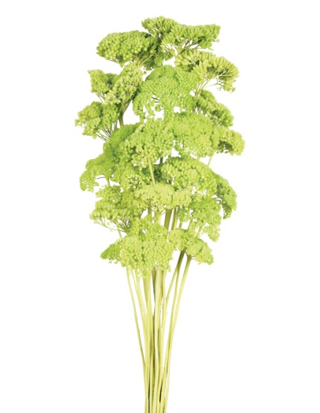 ACHILLEA FILIPENDULINA 70 cms. verde (60)