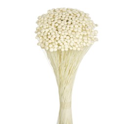 AMARELINHO 45 cms. BLANCO (00)