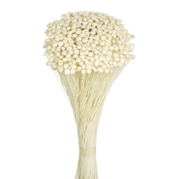 AMARELINHO 45 cms. BLANCO (00)