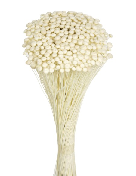 AMARELINHO 45 cms. BLANCO (00)