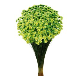 GLIXIA 50 cms. VERDE (60)