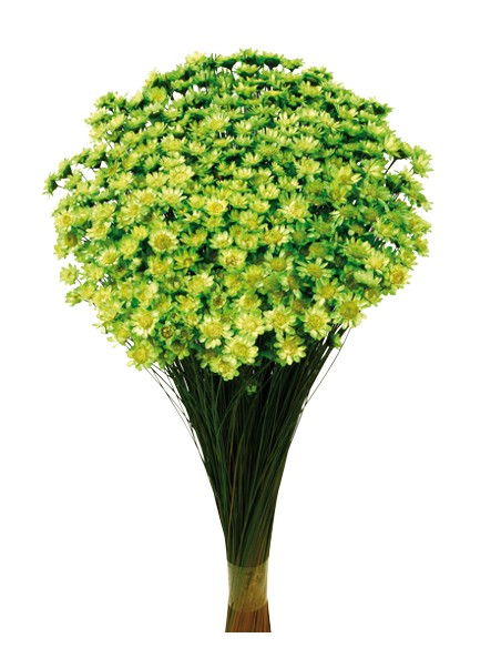 GLIXIA 50 cms. VERDE (60)