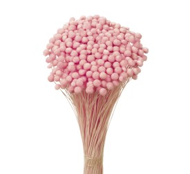 AMARELINHO 45 cms. ROSA (40)