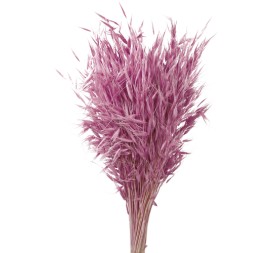 AVENA SALVAJE 80 cms. ROSA (42)