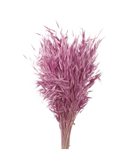 AVENA SALVAJE 80 cms. ROSA (42)