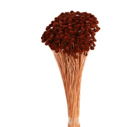 AMARELINHO 45 cms. MARRON (32)