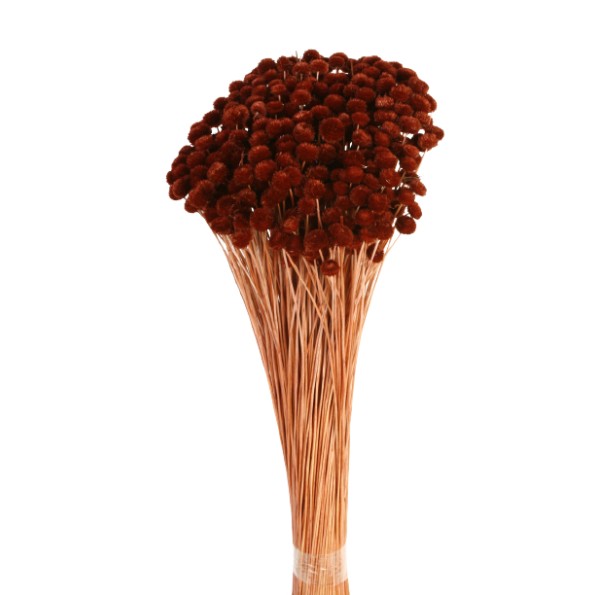 AMARELINHO 45 cms. MARRON (32)