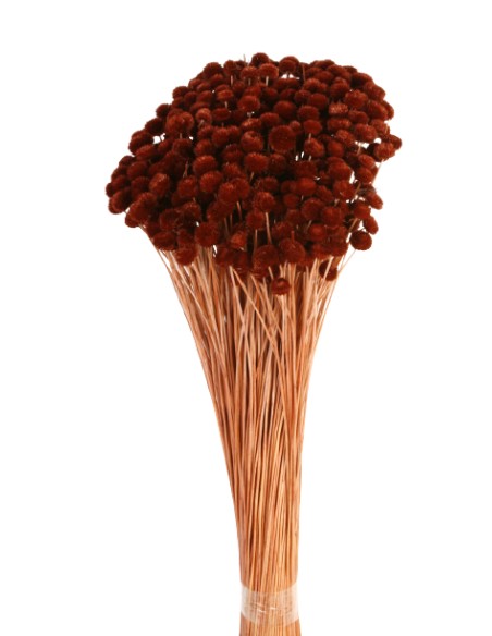 AMARELINHO 45 cms. MARRON (32)