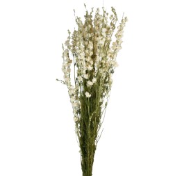 DELPHINIUM 70 cms. BLANCO (00)