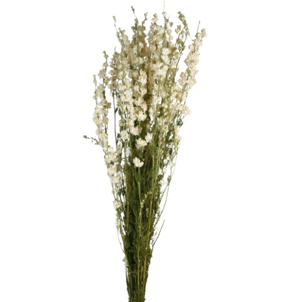 DELPHINIUM 70 cms. BLANCO (00)