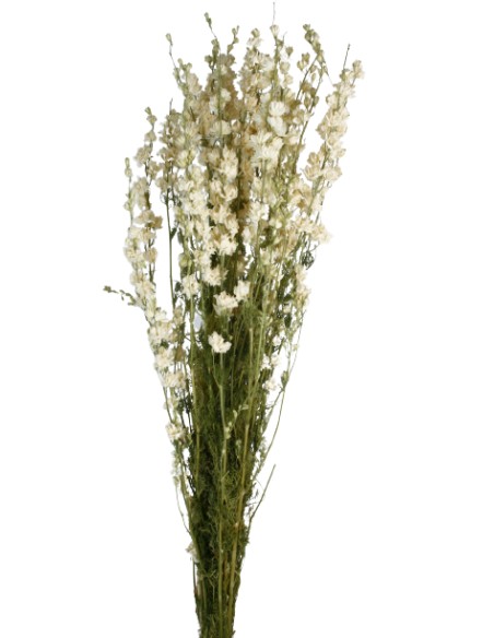 DELPHINIUM 70 cms. BLANCO (00)