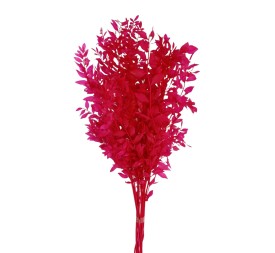 RUSCUS PRESS 70/80 cms. ROSA (45)