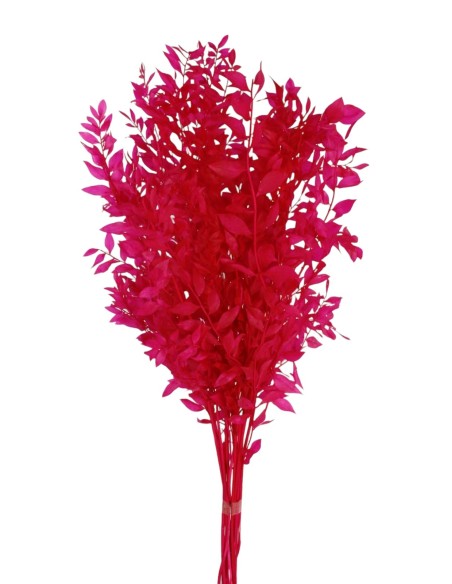 RUSCUS PRESS 70/80 cms. ROSA (45)