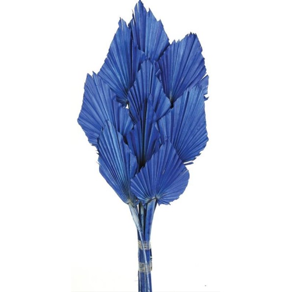 PALM SPEAR 50 cms. 8/10 cms. AZUL (73)