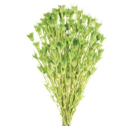 NIGELLA ORIENTALIS 50 cms. VERDE (60)