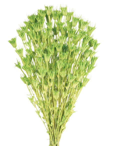 NIGELLA ORIENTALIS 50 cms. VERDE (60)