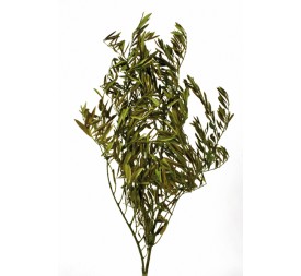 OLIVO PRESS 80 cms. VERDE (67)