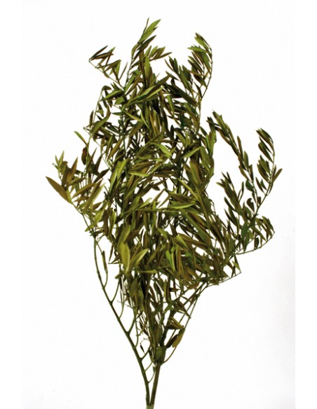 OLIVO PRESS 80 cms. VERDE (67)