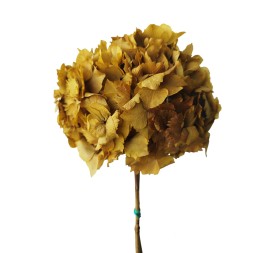 HORTENSIA PRESS. ALBERO (16)