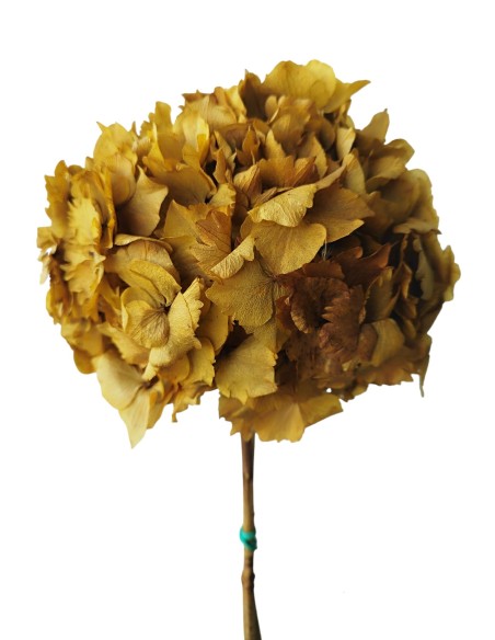 HORTENSIA PRESS. ALBERO (16)