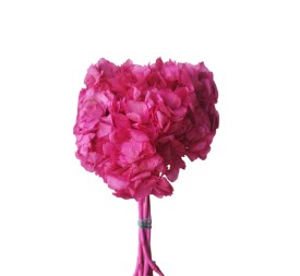 HORTENSIA PRESS. FUCSIA (45)