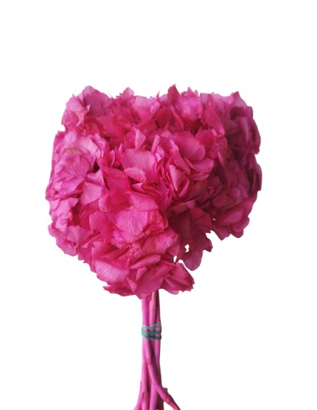 HORTENSIA PRESS. FUCSIA (45)