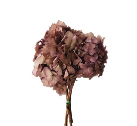 HORTENSIA PRESS ROSA EMPOLVADO (47)