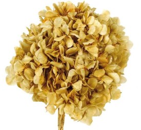 HORTENSIA PRESS NATURAL(01)