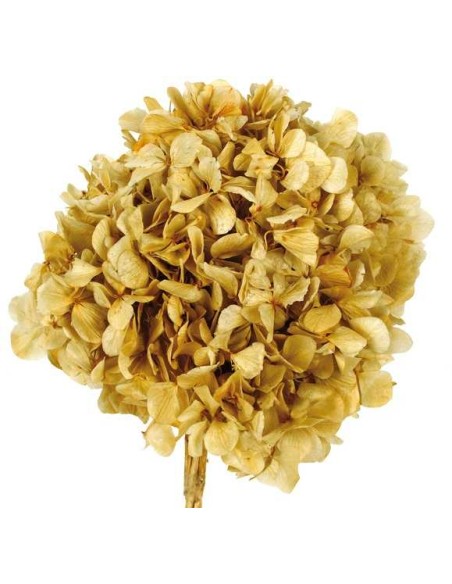 HORTENSIA PRESS NATURAL(01)