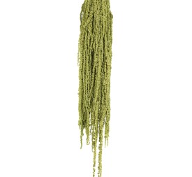 AMARANTHUS CAUDATUS PRES. 50/80 cms. VERDE (69)