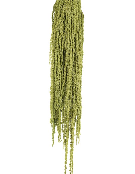 AMARANTHUS CAUDATUS PRES. 50/80 cms. VERDE (69)