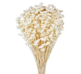ACHILLEA SILVESTRE 60 cms. BLANCO (00)