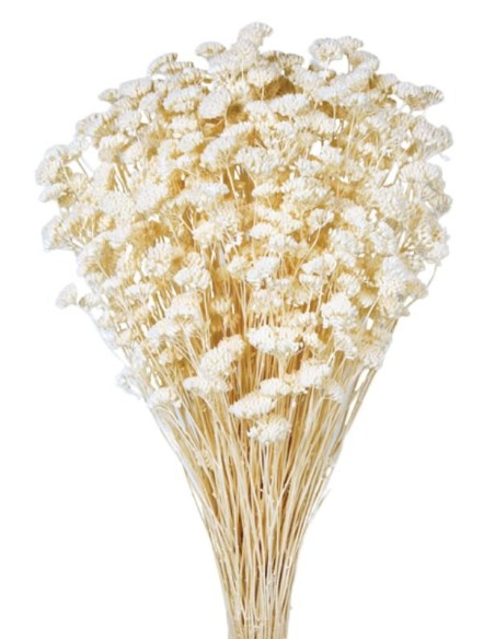 ACHILLEA SILVESTRE 60 cms. BLANCO (00)