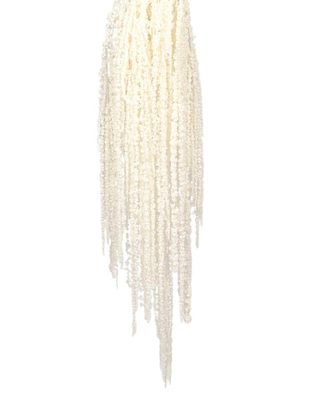 AMARANTHUS CAUDATUS PRESS. 50/80 cms. BLANCO (00)