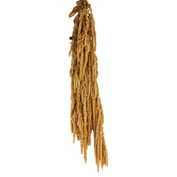 AMARANTHUS CAUDATUS PRESS 50/80 cms. NATURAL (01)