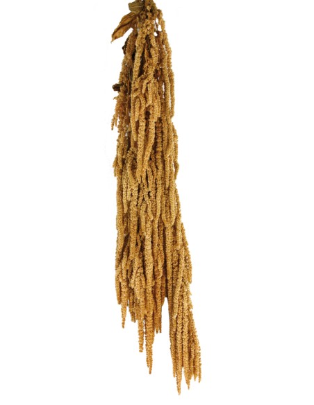AMARANTHUS CAUDATUS PRESS 50/80 cms. NATURAL (01)