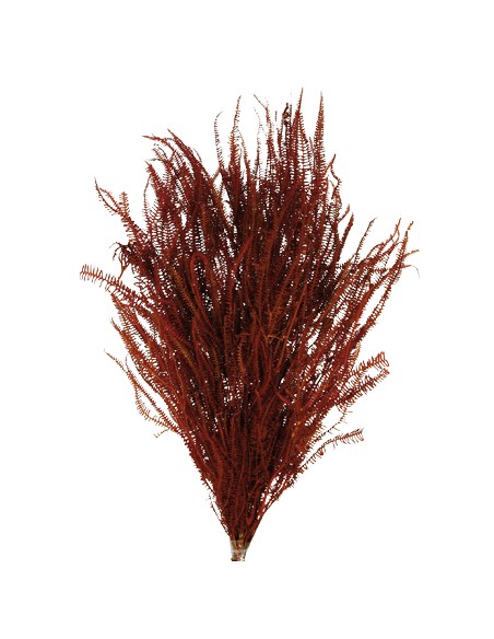 HELECHO x3 PRESS 60/80 cms. MARRON (36)