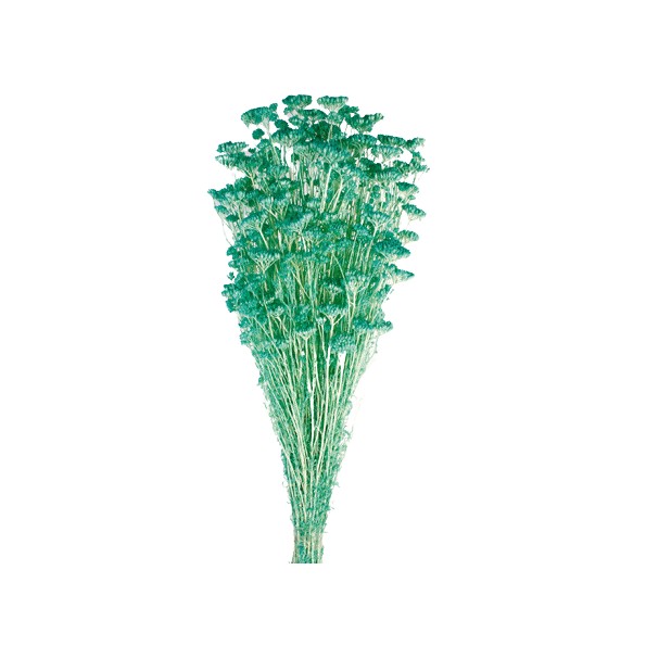 ACHILLEA SILVESTRE 60 cms. AZUL (75)