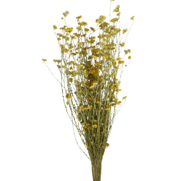 AMARILLO SILVESTRE 50/60 cms.