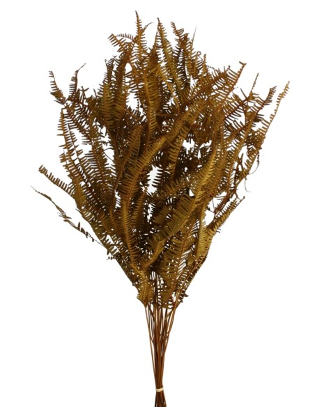 HELECHO SILVESTRE PRESS 45 cms. NATURAL (01)